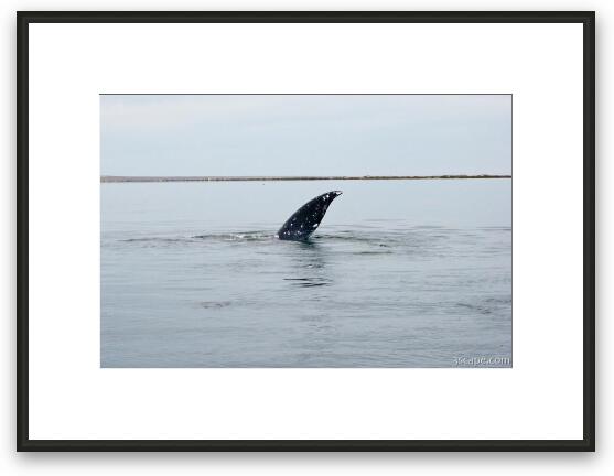 Gray Whale fin Framed Fine Art Print