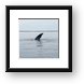 Gray Whale fin Framed Print