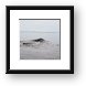 Gray Whale Framed Print