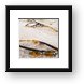 Buy Framed Print