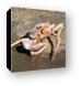 Crab shell, but no crab Canvas Print