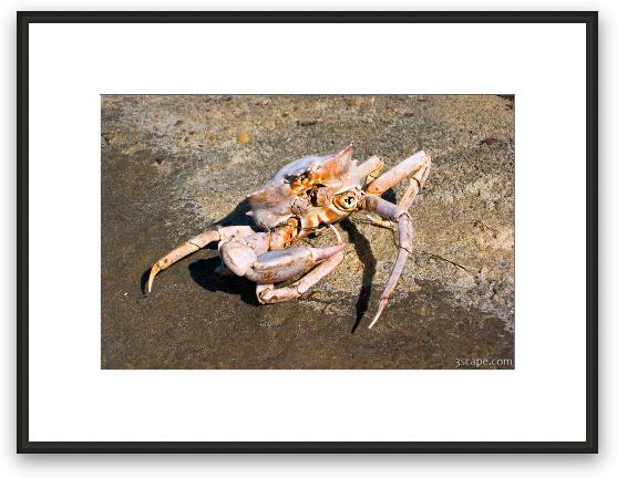 Crab shell, but no crab Framed Fine Art Print