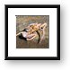 Crab shell, but no crab Framed Print
