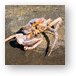 Crab shell, but no crab Metal Print