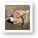 Crab shell, but no crab Art Print