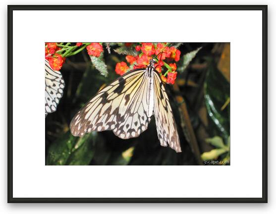 Butterfly Framed Fine Art Print