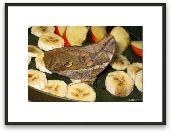 Butterfly on banana Framed Fine Art Print