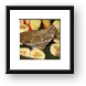 Butterfly on banana Framed Print