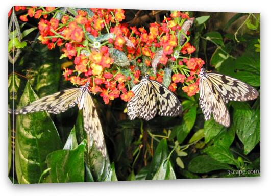 Three Butterflies Fine Art Canvas Print