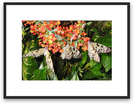 Three Butterflies Framed Fine Art Print