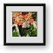Buy Framed Print