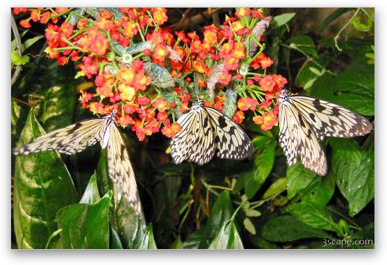 Three Butterflies Fine Art Print