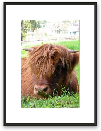 Highland Cow Framed Fine Art Print
