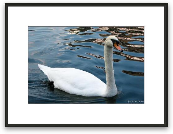 Swan Framed Fine Art Print