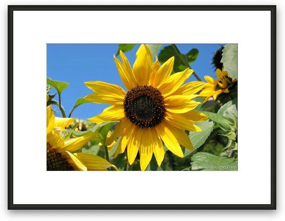 Sunflower Framed Fine Art Print