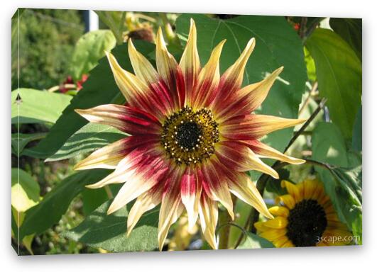 Flower Fine Art Canvas Print