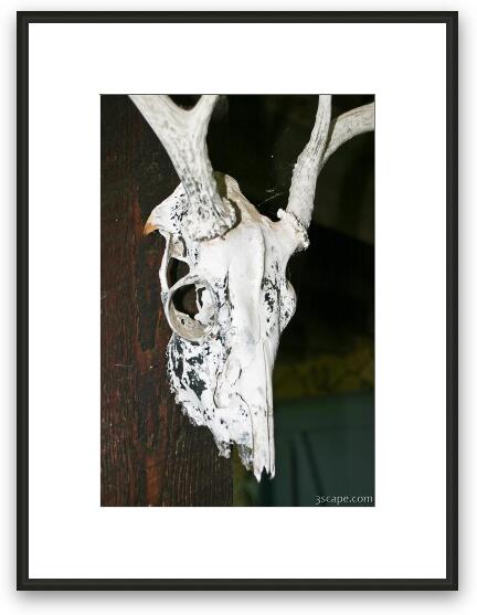 Skull Framed Fine Art Print