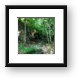 Ozark forest (Mark Twain National Forest) Framed Print