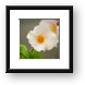 Gardenia Framed Print