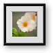 Buy Framed Print