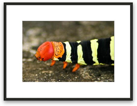 Caterpillar Framed Fine Art Print