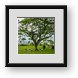 Buy Framed Print