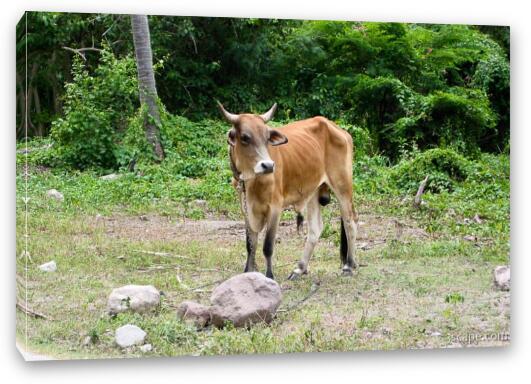 Really hungry cow in Nevis, near Pinney's Beach Fine Art Canvas Print