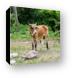 Really hungry cow in Nevis, near Pinney's Beach Canvas Print