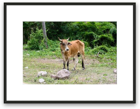 Really hungry cow in Nevis, near Pinney's Beach Framed Fine Art Print