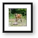 Really hungry cow in Nevis, near Pinney's Beach Framed Print
