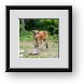 Buy Framed Print