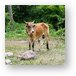 Really hungry cow in Nevis, near Pinney's Beach Metal Print