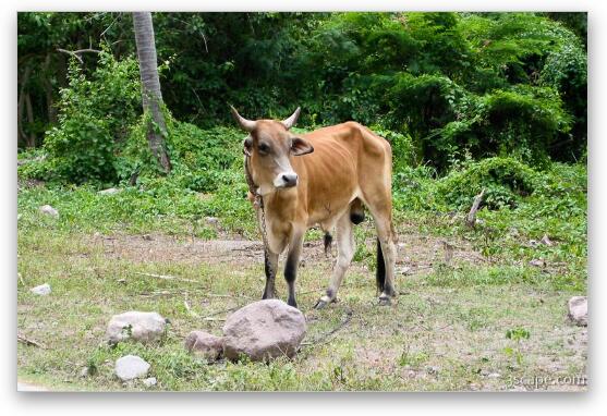 Really hungry cow in Nevis, near Pinney's Beach Fine Art Print