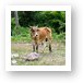 Really hungry cow in Nevis, near Pinney's Beach Art Print