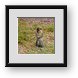 Buy Framed Print