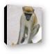 African Green Vervet Monkey Canvas Print