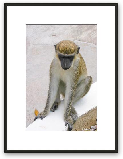 African Green Vervet Monkey Framed Fine Art Print