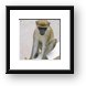African Green Vervet Monkey Framed Print
