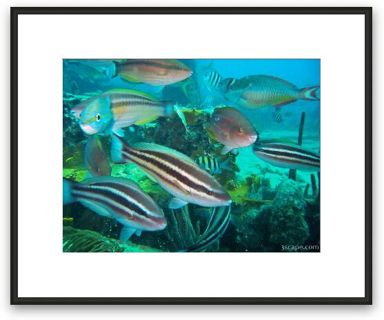 Bunches of fish near The River Taw (sunken tug boat) Framed Fine Art Print