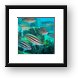 Bunches of fish near The River Taw (sunken tug boat) Framed Print