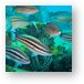 Bunches of fish near The River Taw (sunken tug boat) Metal Print