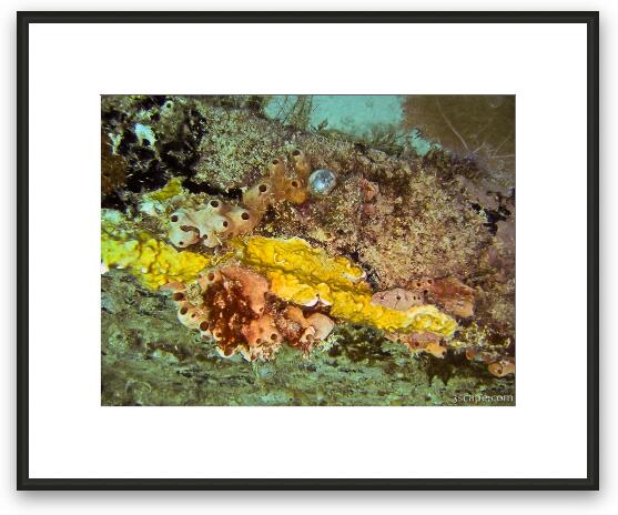 Corals on The River Taw Framed Fine Art Print