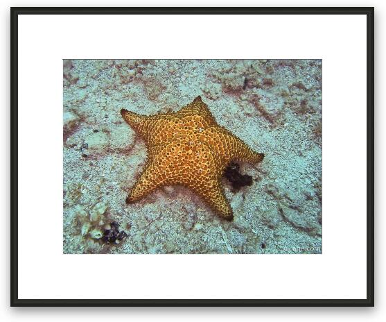 Starfish Framed Fine Art Print