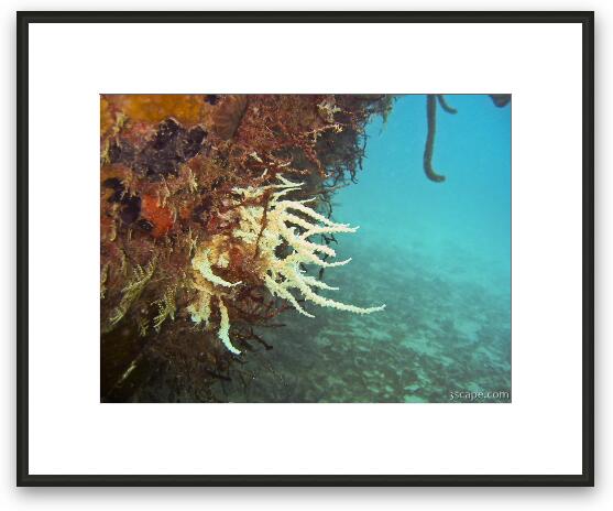 Corals growing on sunken tug boat Framed Fine Art Print