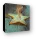 Little worm on the underside of a starfish. Canvas Print