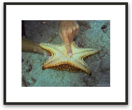Little worm on the underside of a starfish. Framed Fine Art Print