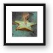 Little worm on the underside of a starfish. Framed Print