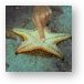 Little worm on the underside of a starfish. Metal Print