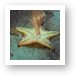 Little worm on the underside of a starfish. Art Print