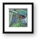 Luring the Moray Framed Print